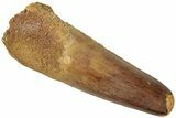 Real Fossil Spinosaurus Tooth - Feeding Worn Tip #311791-1